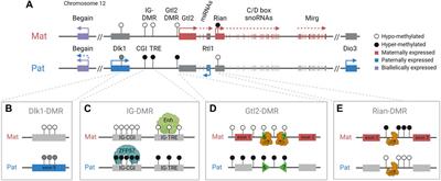 Epigenetic control and genomic imprinting dynamics of the Dlk1-Dio3 domain